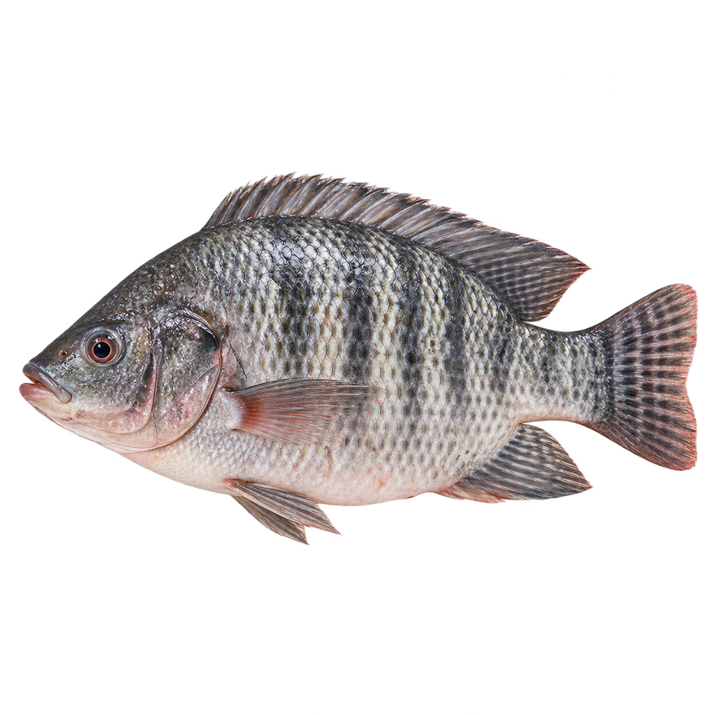 Mojarra Entera 550-750